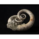 Ammonite eteromorfa (Ephamulina arcuata), Conchiglia, circa 100-113 milioni di anni, Madagascar