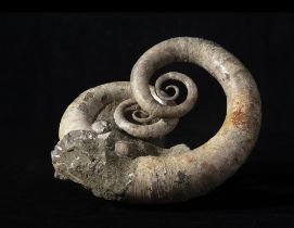 Ammonite eteromorfa (Ephamulina arcuata), Conchiglia, circa 100-113 milioni di anni, Madagascar