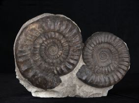 Ammoniti (Arietites bucklandi), Coppia di conchiglie, 190 milioni di anni, Germania