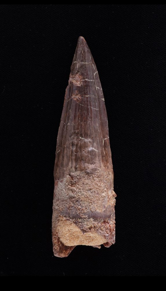 Spinosaurus aegyptiacus, Dente, circa 93-99,6 milioni di anni, Marocco - Image 2 of 2