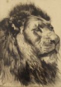 Herbert Dicksee (1862-1942), etching, Head of a Lion, 29 x 21cm