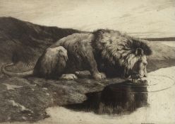 Herbert Dicksee (1862-1942), etching, Lion Drinking, signed in pencil, publ. 1890, 19 x 26cm