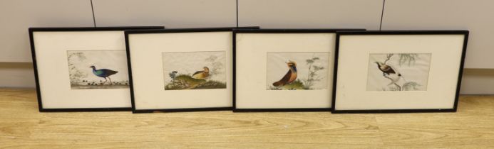 Chinese School, set of four pith paper paintings, Birds of Paradise, 14 x 22cm