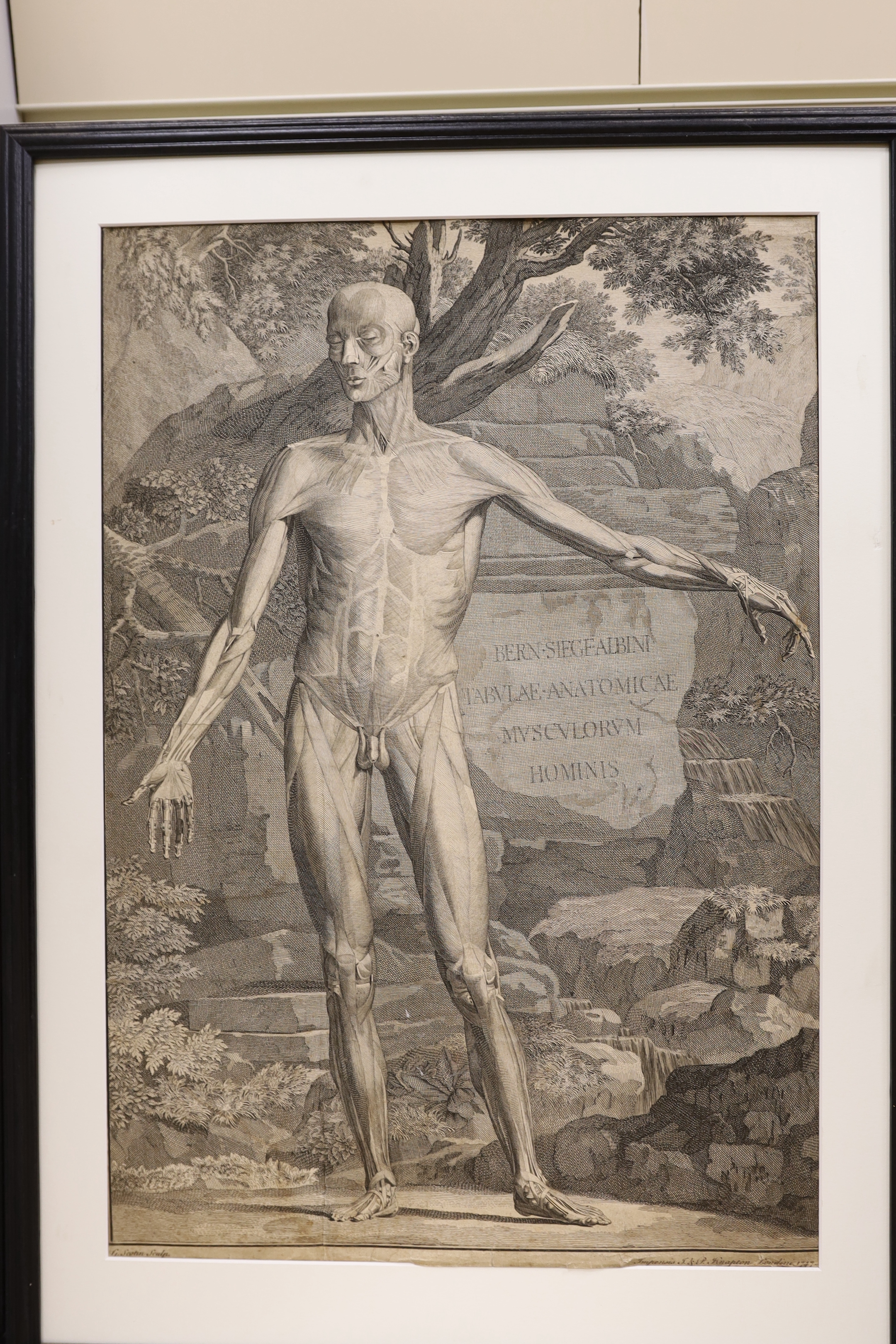 After Bernhard Siegfried Albinus (German / Dutch, 1697-1770), set of eight engravings, anatomical - Image 2 of 4