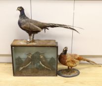 Taxidermy: two lapwings in glass cabinet and two pheasants on stands, lapwing case 39cm x 52cm