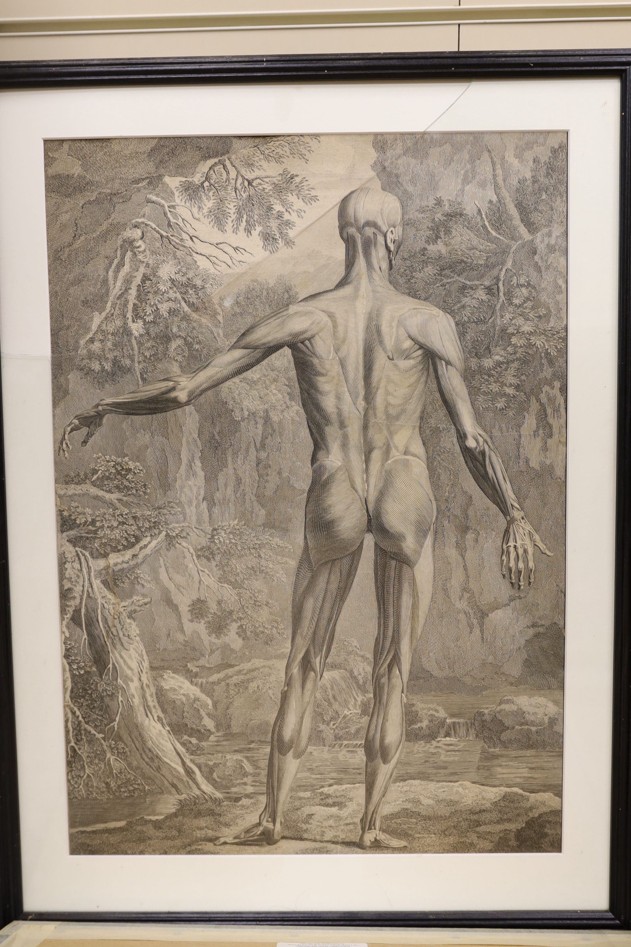 After Bernhard Siegfried Albinus (German / Dutch, 1697-1770), set of eight engravings, anatomical - Image 3 of 4