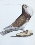 After Cornelis Nozeman (Dutch, 1721-1786), coloured engraving, Pigeon (Colmba Gutturosa),