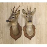 A pair of taxidermy deer heads, mounted on shield shaped plaques, approximately 65cm high
