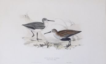 After J and E Gould, colour lithograph, 'Dunlin, or Purre', published by G. Hullmandel, 32 x 51cm