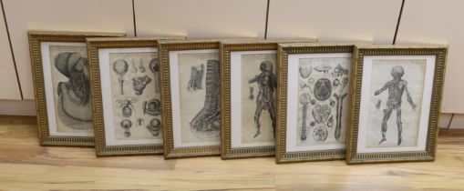 Six medical and anatomical 18th century engravings, including arteries with the muscles on the right