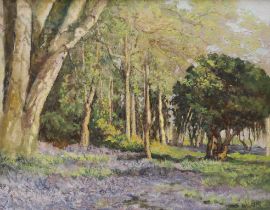 David Bond Walker (1891-1977), oil on canvas, Bluebell wooded landscape, signed, 39 x 50cm