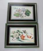 A pair of Chinese pith paper paintings, still life’s of flowers and butterflies, 16 x 26cm