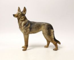 An Austrian cold painted bronze of an Alsation, given at Crufts in 1965 to the trainer/owner of