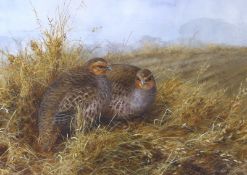 Neil Cox (b.1955), watercolour, Two partridges, signed, 25 x 34cm