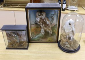 Three taxidermy displays comprising Tawny and Snowy owls and a Kingfisher, largest 46cm high