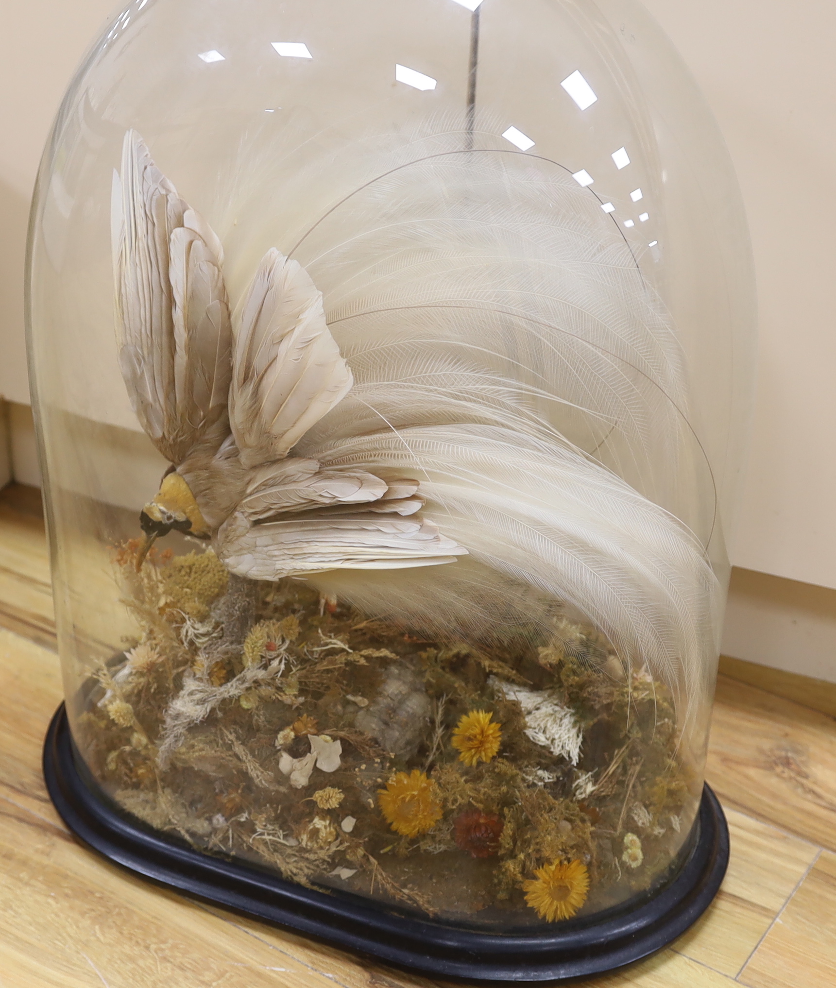 Taxidermy- a Victorian 'Greater Bird of Paradise' under a glass dome, 67cm total - Bild 3 aus 3