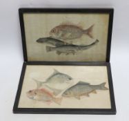 Two 19th century Chinese pith paper paintings of fish, 16 x 26cm