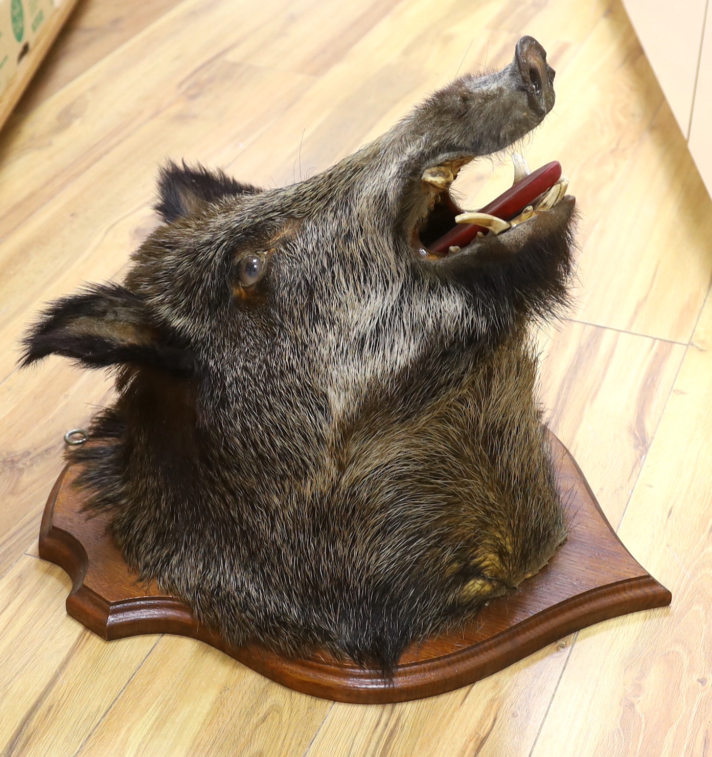 A shield mounted taxidermy boar's head, 53cm deep - Bild 2 aus 2