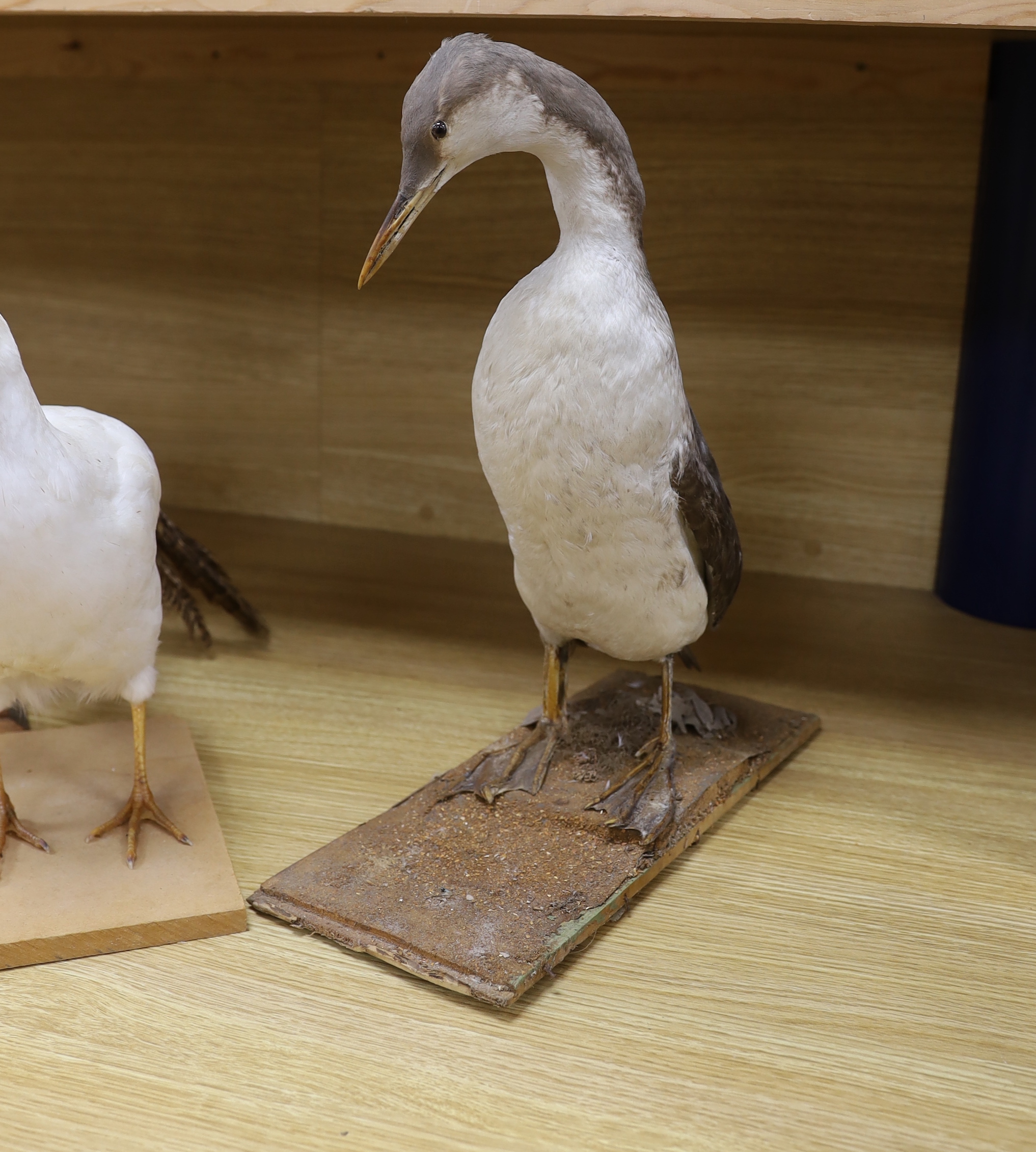 Four taxidermy birds: two pheasants, an albino pheasant and a diver, tallest 43cm high - Image 5 of 5