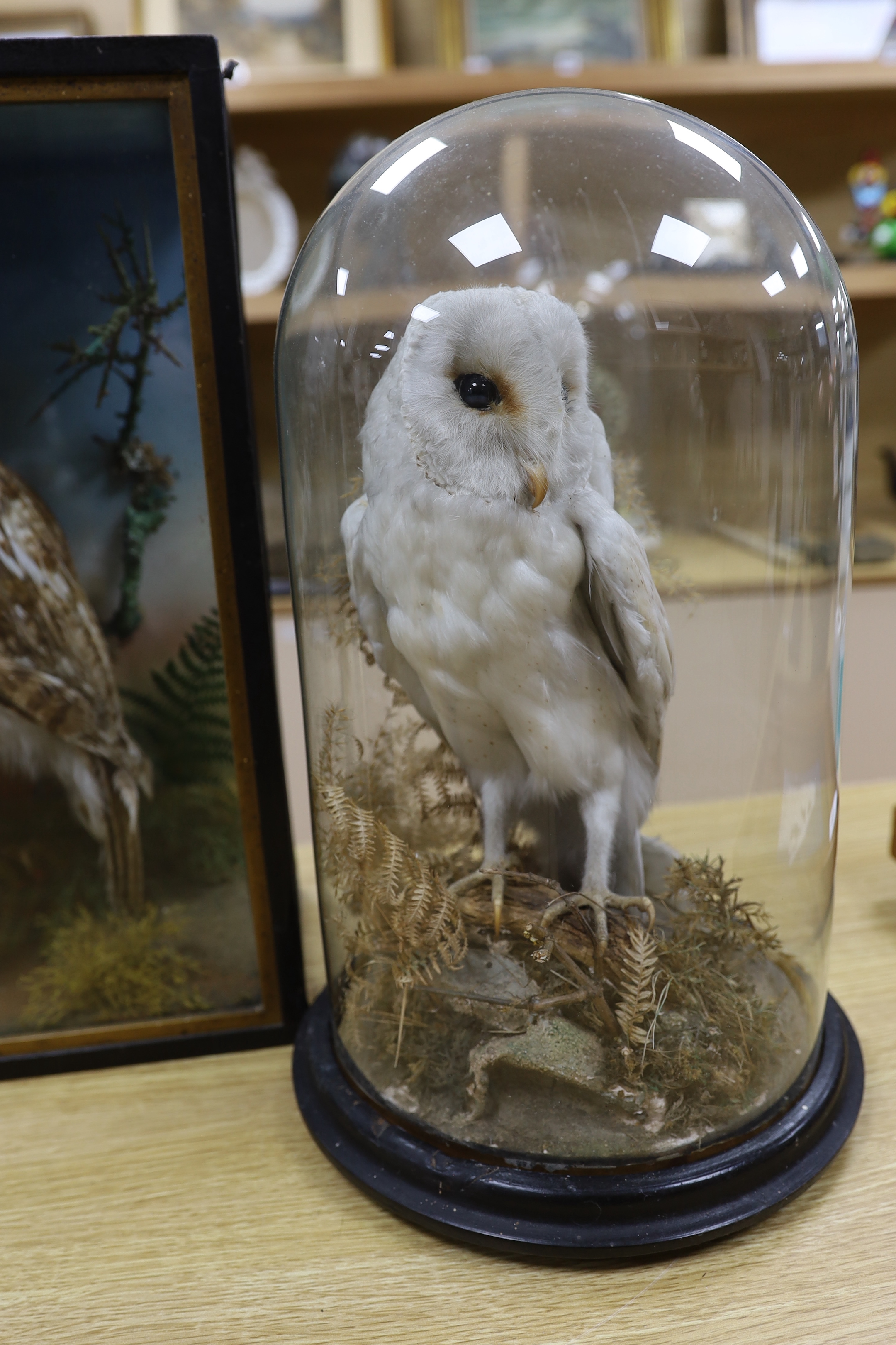 Three taxidermy displays comprising Tawny and Snowy owls and a Kingfisher, largest 46cm high - Bild 4 aus 4