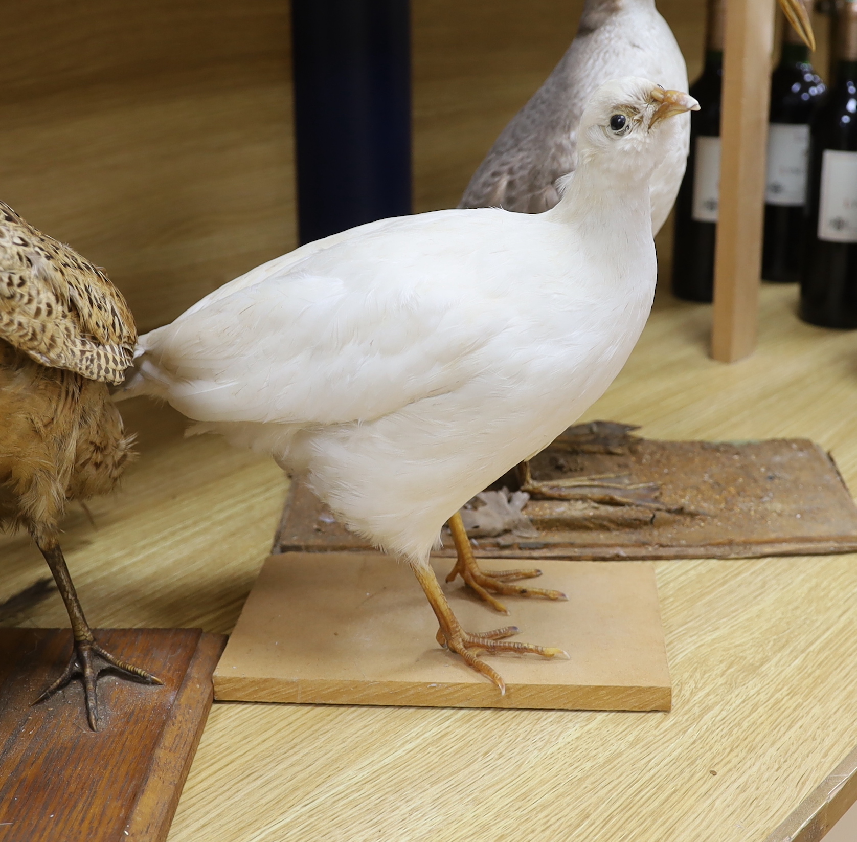 Four taxidermy birds: two pheasants, an albino pheasant and a diver, tallest 43cm high - Image 4 of 5
