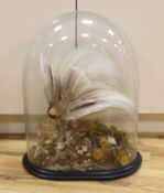 Taxidermy- a Victorian 'Greater Bird of Paradise' under a glass dome, 67cm total
