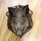 A shield mounted taxidermy boar's head, 53cm deep