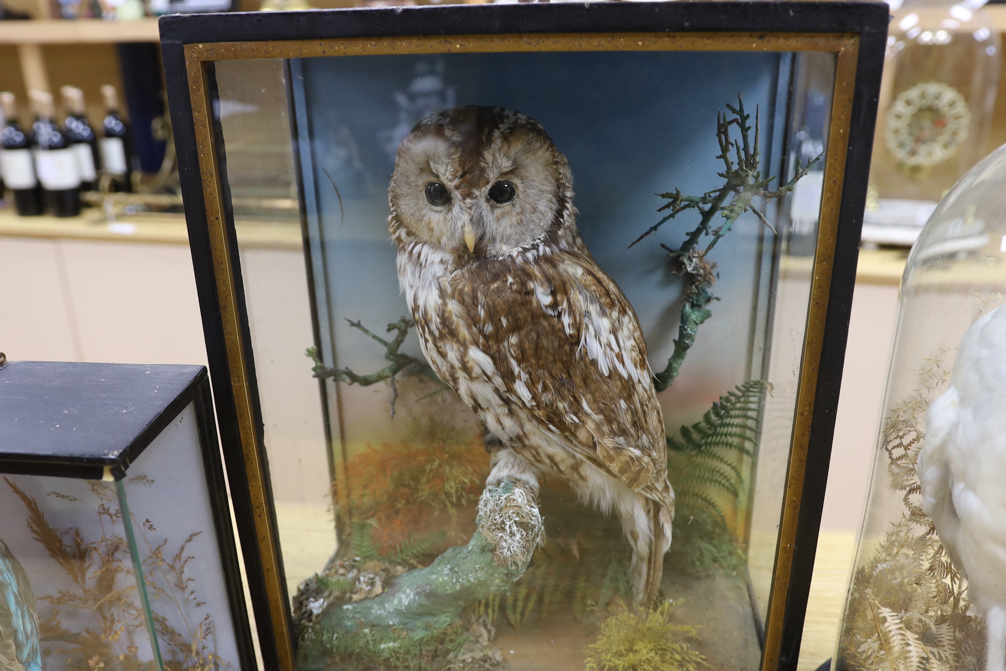 Three taxidermy displays comprising Tawny and Snowy owls and a Kingfisher, largest 46cm high - Bild 3 aus 4