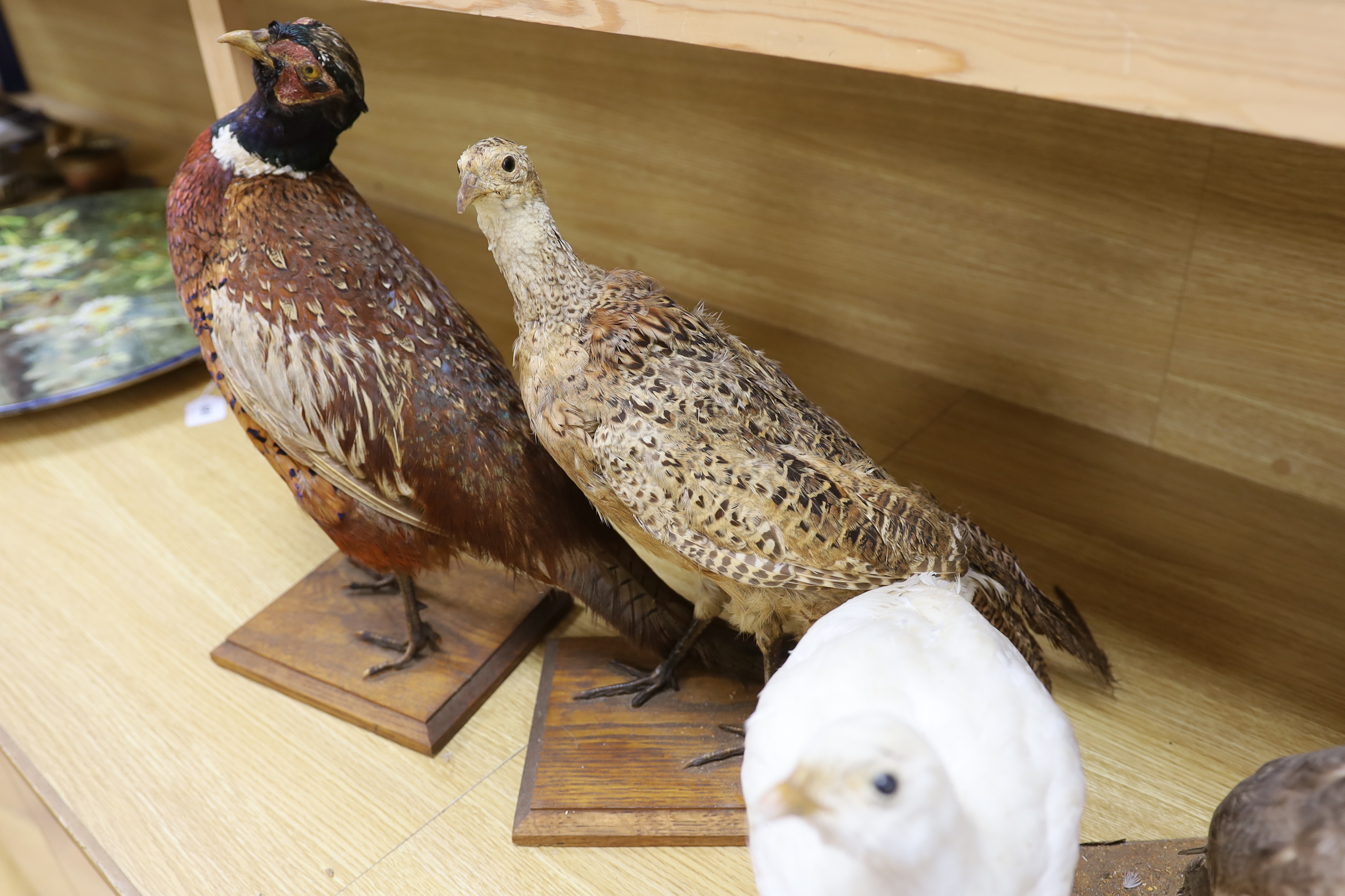 Four taxidermy birds: two pheasants, an albino pheasant and a diver, tallest 43cm high - Image 3 of 5