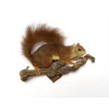 A taxidermy red squirrel on branch, 29cm wide