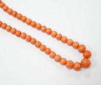 A single strand graduated coral bead necklace, with carved coral set yellow metal clasp, 52cm, gross
