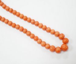 A single strand graduated coral bead necklace, with carved coral set yellow metal clasp, 52cm, gross