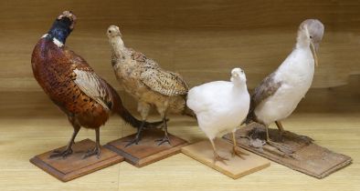 Four taxidermy birds: two pheasants, an albino pheasant and a diver, tallest 43cm high