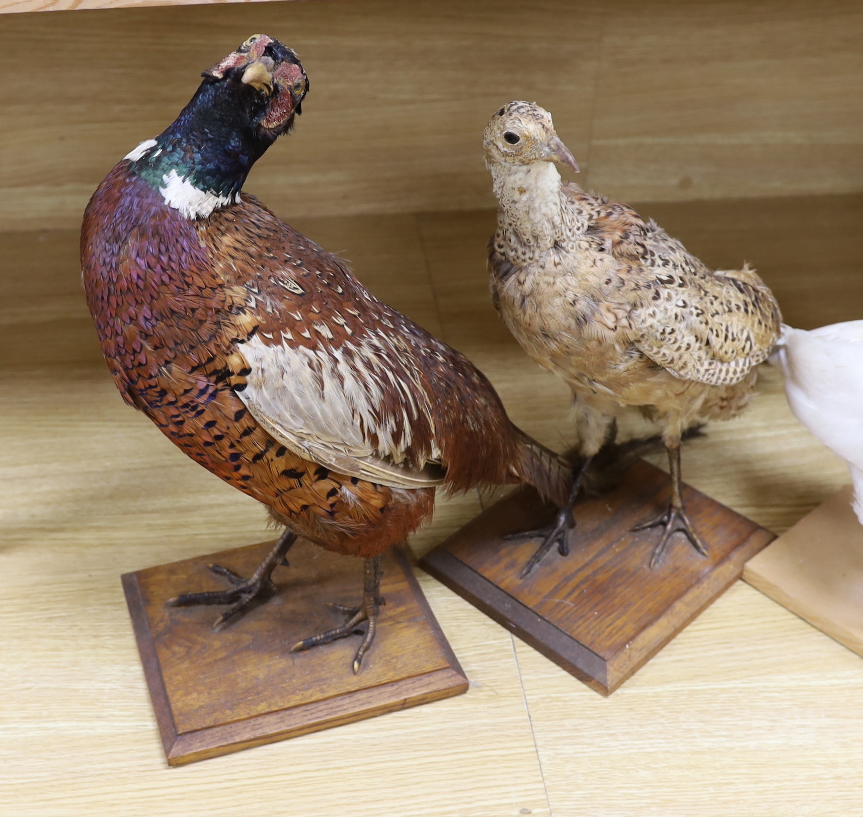 Four taxidermy birds: two pheasants, an albino pheasant and a diver, tallest 43cm high - Image 2 of 5