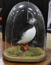 A taxidermy Atlantic puffin under glass dome, dome and base 41cm high