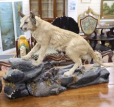 A taxidermy early 20th century Caracal cat on a naturalistic base, approximately 80cm long