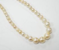 A single strand graduated cultured pearl necklace, with 9ct gold and cultured pearl set clasp,