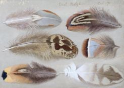 § § Eliot Hodgkin (English, 1905-1987) 'Six Feathers', tempera on cardsigned and dated 15.11.71