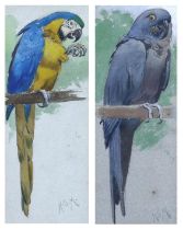 Henry Stacy Marks R.A., (British, 1829-1898) Blue and Yellow Macaw and Hyacinth Macawwatercolour (