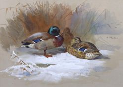 Archibald Thorburn (British, (1860-1935) Mallard in wintergouache and watercoloursigned24 x 34cm***