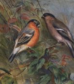 T. Rigley, watercolour, Bullfinches on brambles, signed, unframed, 24 x 22cm