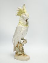 A Royal Dux porcelain model of a cockatoo, 41cm