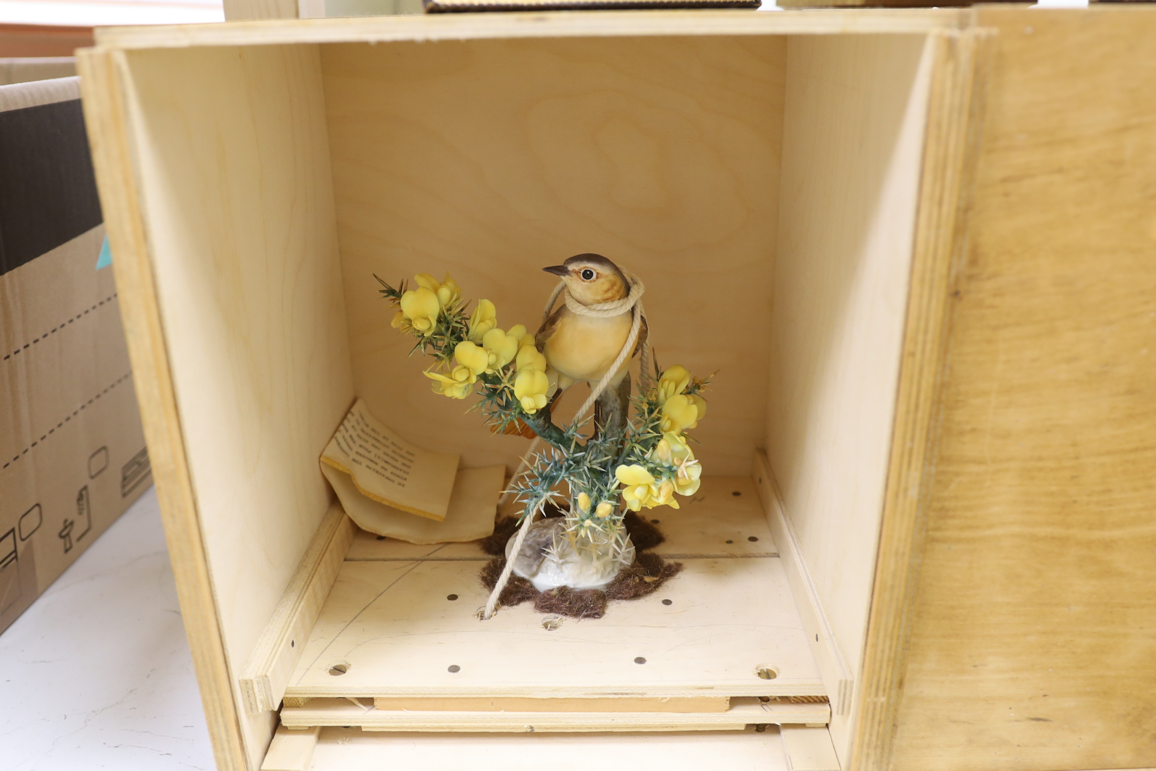 A Royal Worcester Redstart Hen and Cock and a Royal Worcester ‘Hibiscus’ with boxes and framed - Image 2 of 3