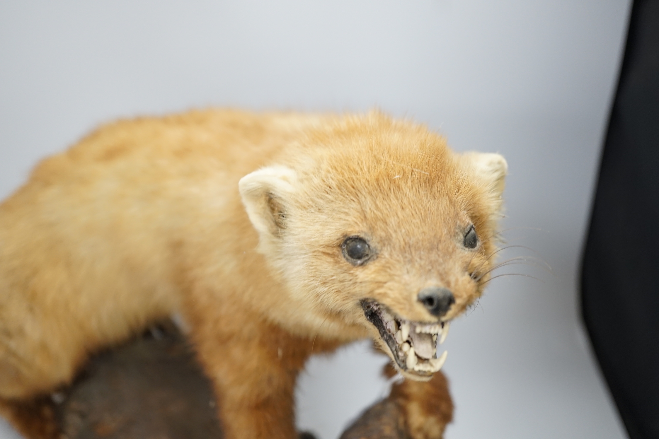 A taxidermy red ferret on a branch, 64cm wide - Image 2 of 4
