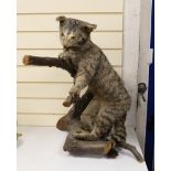 A taxidermy wild cat on branch, 65cm high