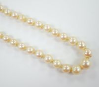 A single strand graduated cultured pearl necklace, with cultured pearl set yellow metal clasp,
