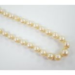 A single strand graduated cultured pearl necklace, with cultured pearl set yellow metal clasp,