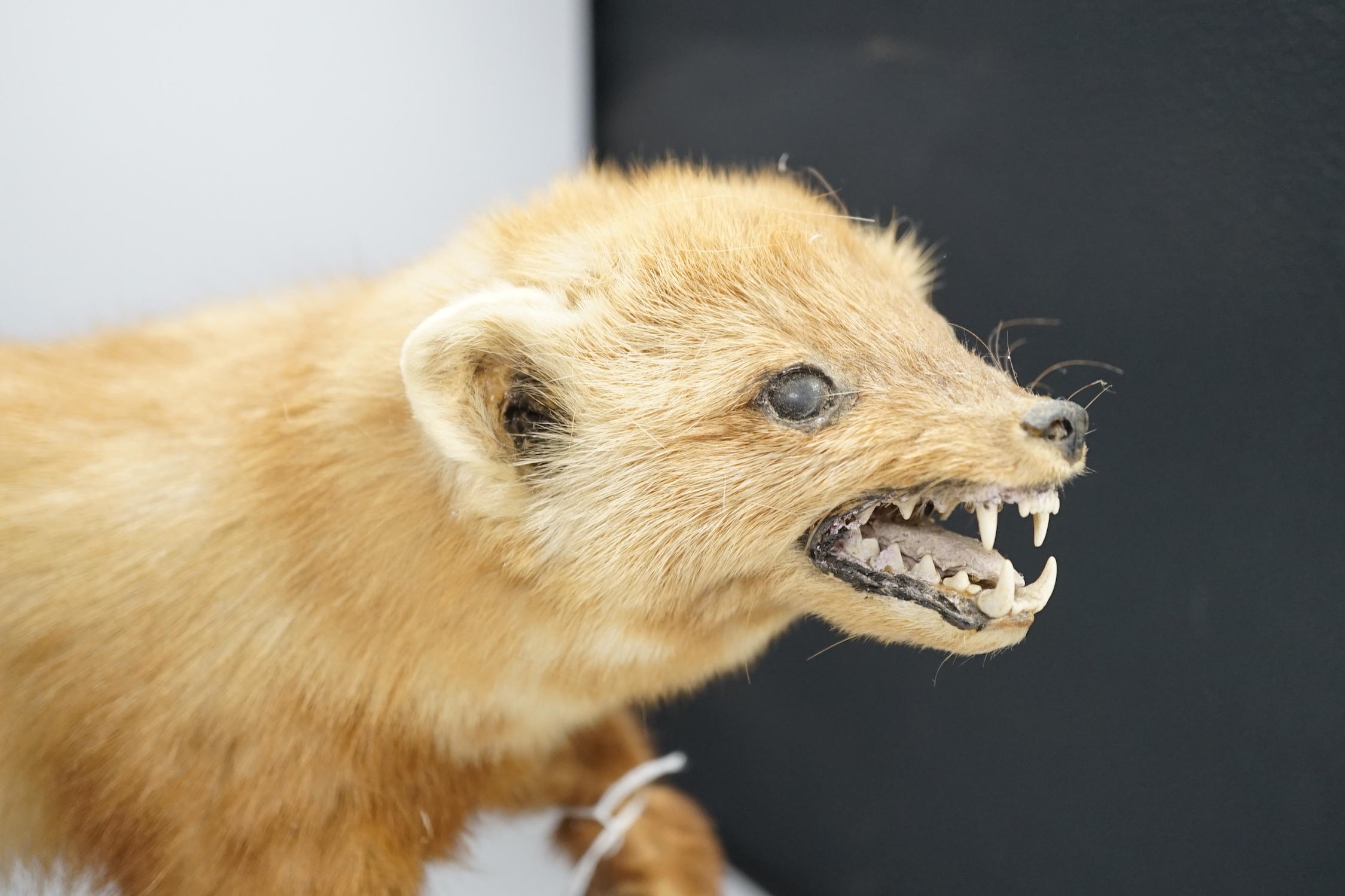 A taxidermy red ferret on a branch, 64cm wide - Image 3 of 4