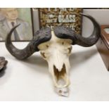 An African water buffalo skull and horns, 90cm wide