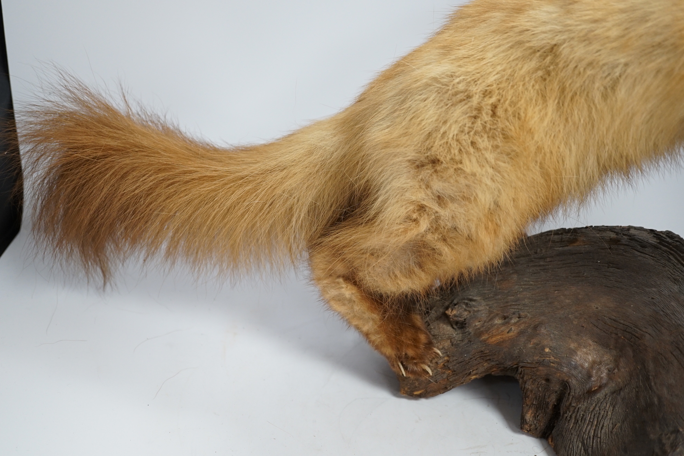 A taxidermy red ferret on a branch, 64cm wide - Image 4 of 4